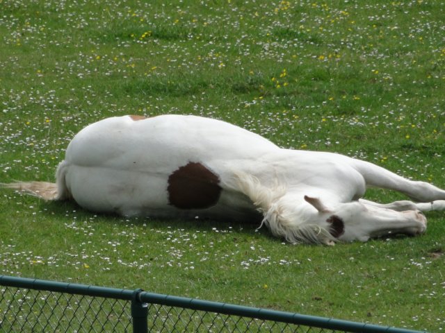 2014HWK 072.jpg
